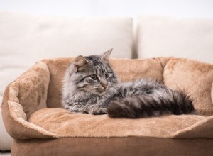 Quão boa é a memória de um gato? (Expansão de memória e mais)