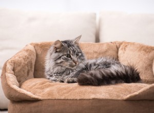 猫の記憶はどれくらい良いですか？ （メモリスパンなど） 