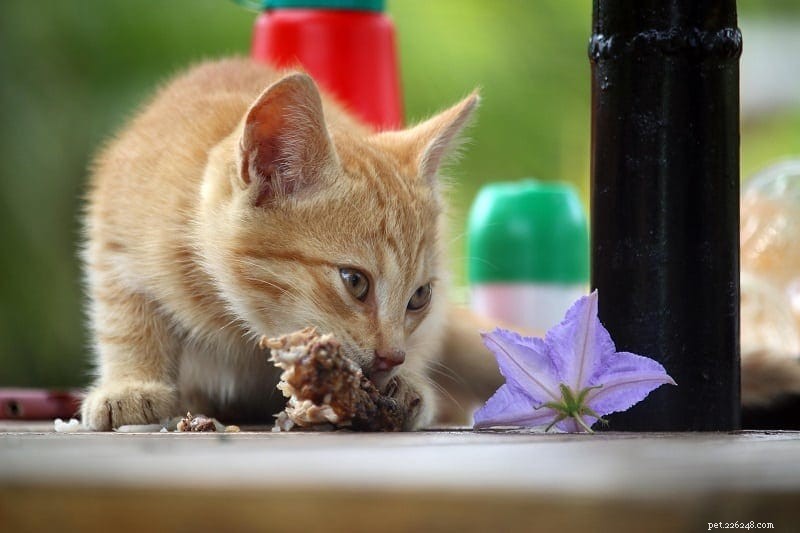 6 skvělých zdrojů vlákniny pro kočky (a kolik jich denně potřebují)