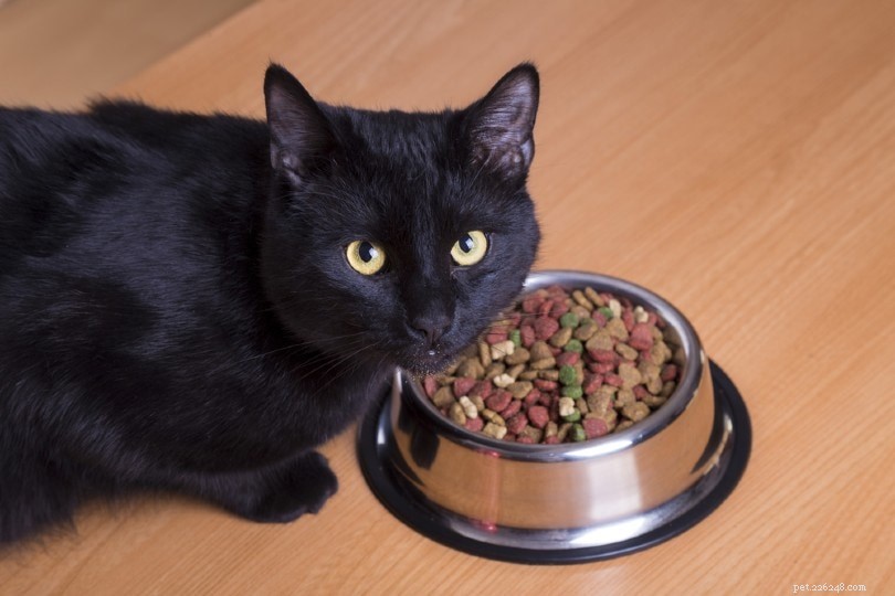 6 geweldige bronnen van vezels voor katten (en hoeveel ze dagelijks nodig hebben)