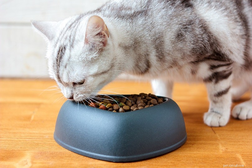 6 fantastiska fiberkällor för katter (och hur mycket de behöver dagligen)