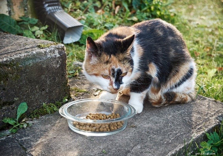 猫のための6つの優れた食物繊維源（および猫が毎日必要とする量） 