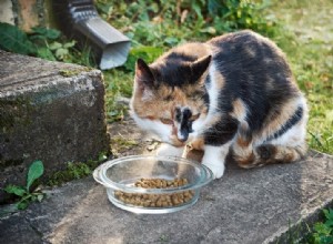 6 ótimas fontes de fibra para gatos (e quanto eles precisam diariamente)
