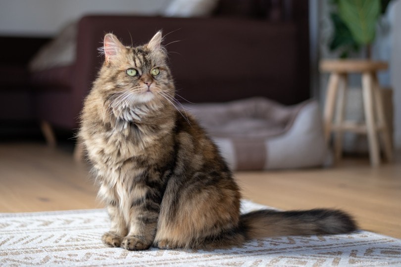 Comment introduire un chat dans une nouvelle maison – 6 conseils simples