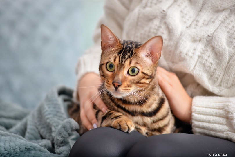 Hur man introducerar en katt till ett nytt hem – 6 enkla tips