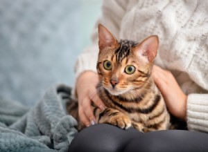 新しい家に猫を紹介する方法–6つの簡単なヒント 