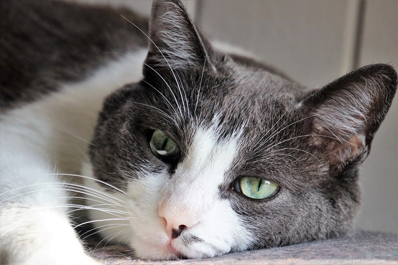 Je moje kočka smutná nebo v depresi? 8 znaků, které je třeba hledat (schváleno veterinářem)