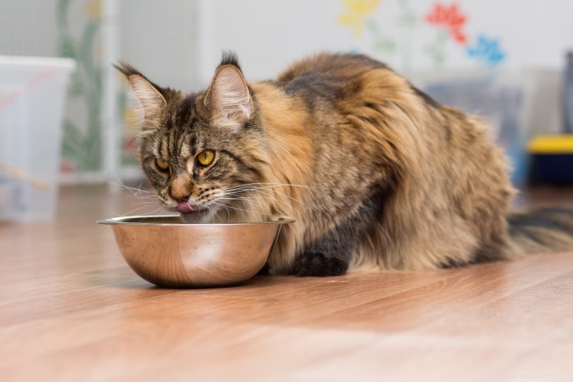 8 fontes naturais de taurina para gatos (e quanto eles precisam diariamente)