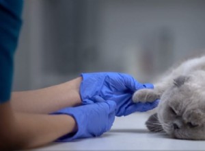 猫からどんな病気を捕まえることができますか？ （獣医承認済み） 