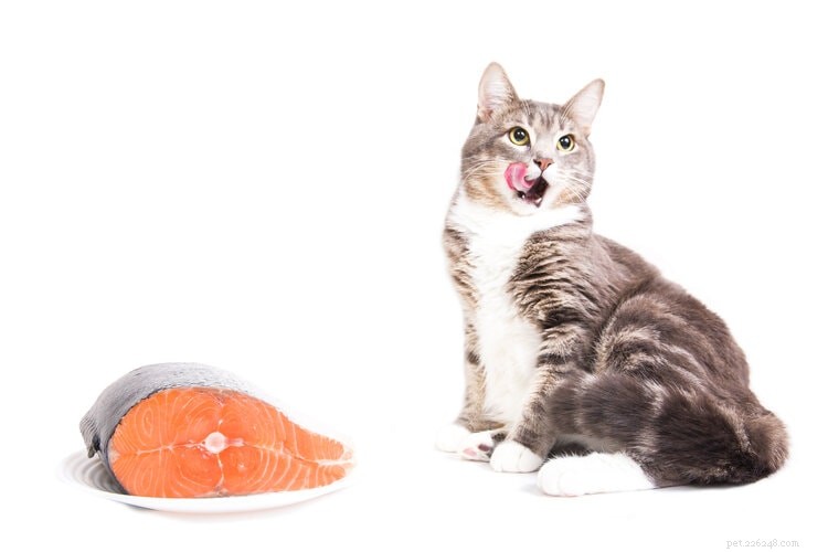 5 fonti naturali di potassio per i gatti (e quanto ne hanno bisogno ogni giorno)