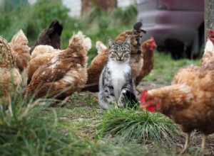 猫は鶏を攻撃しますか？あなたの群れを保護する方法 