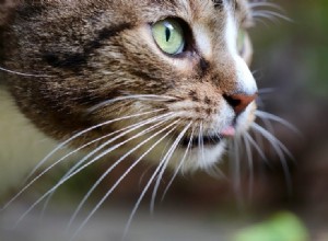 Por que os gatos têm bigodes? O que você precisa saber!