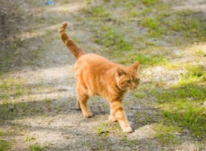 Os gatos podem encontrar o caminho de casa se perdidos? O que você precisa saber!