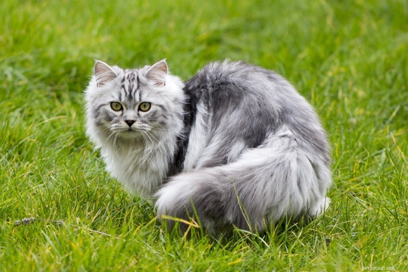 I gatti possono trovare la strada di casa se si perdono? Cosa devi sapere!