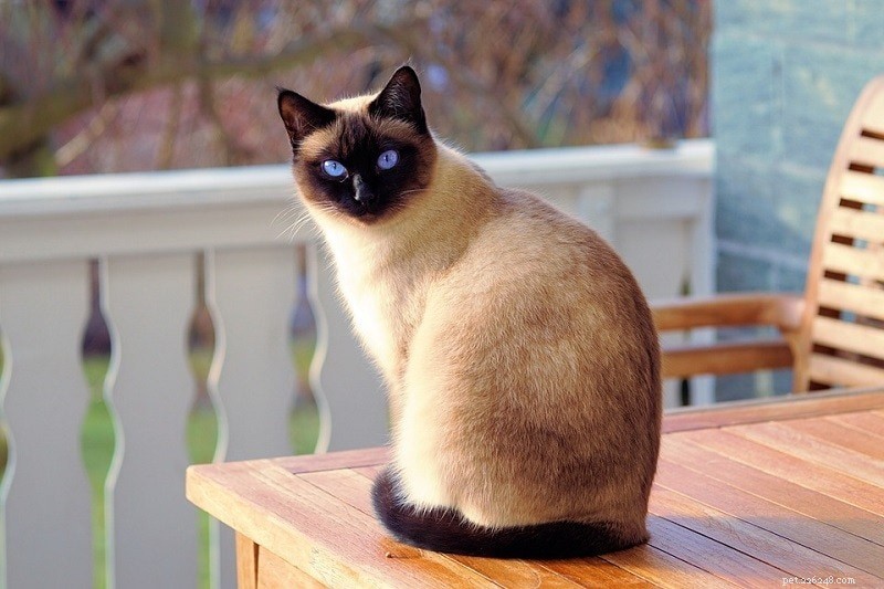 16 belles races de chats Colorpoint (avec photos)