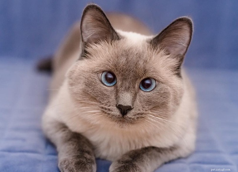 16 prachtige Colorpoint-kattenrassen (met afbeeldingen)