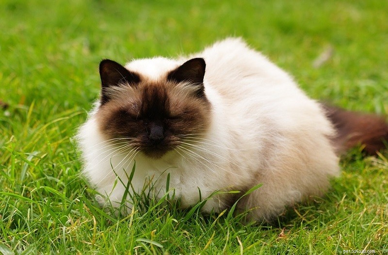 16 красивых пород кошек колорпойнт (с иллюстрациями)