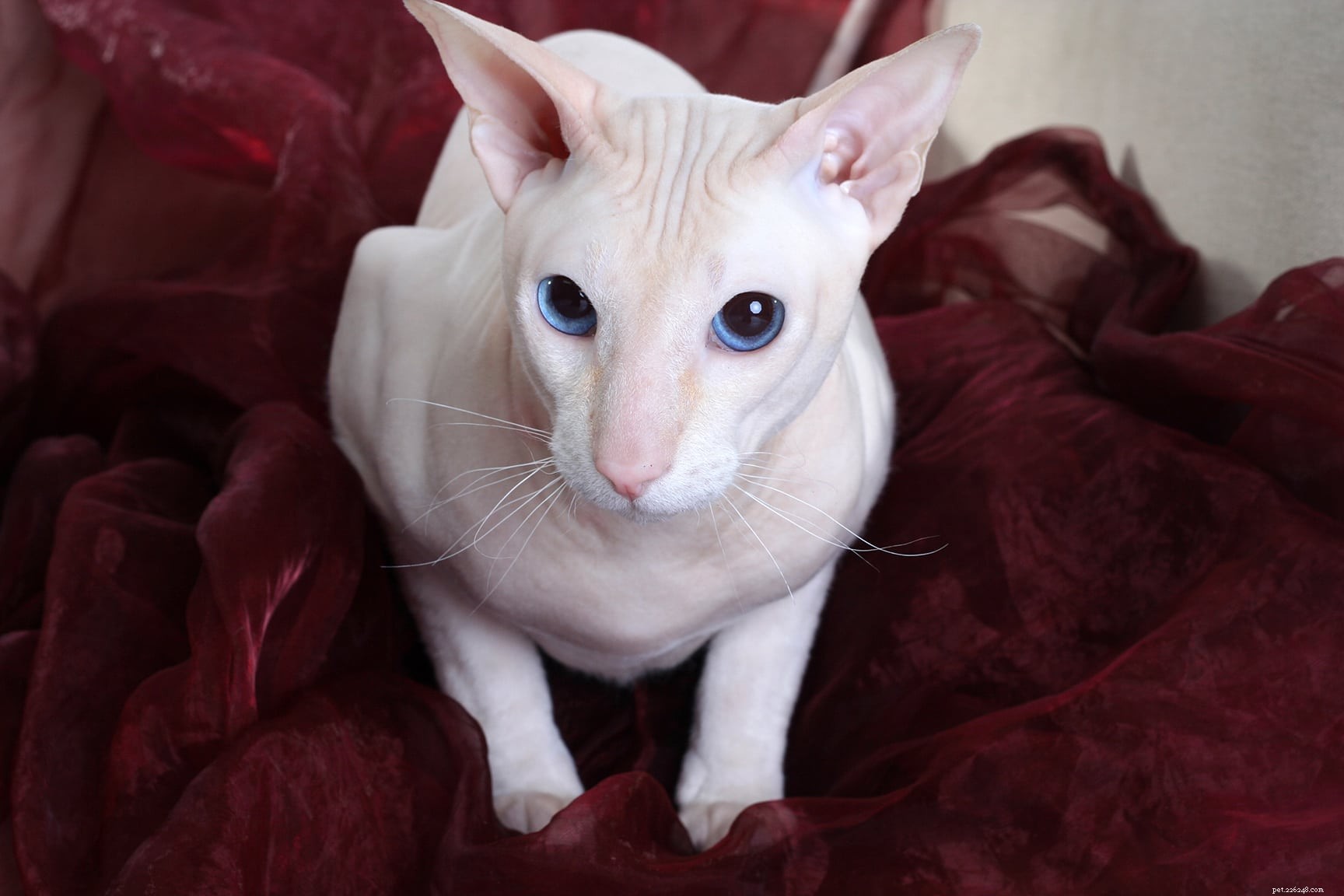 16の美しいカラーポイント猫の品種（写真付き） 