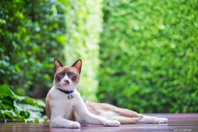 16 vackra Colorpoint-katter (med bilder)