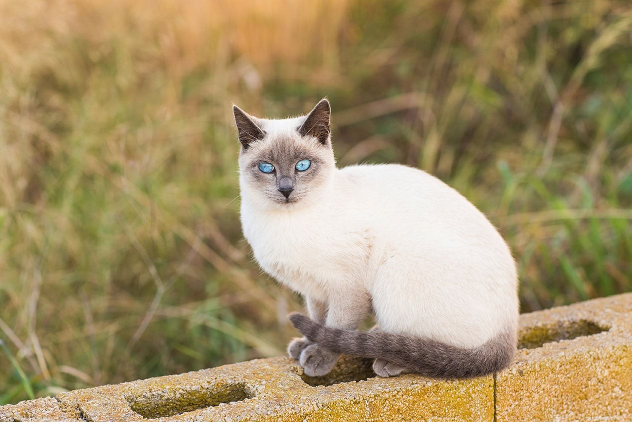 16 vackra Colorpoint-katter (med bilder)
