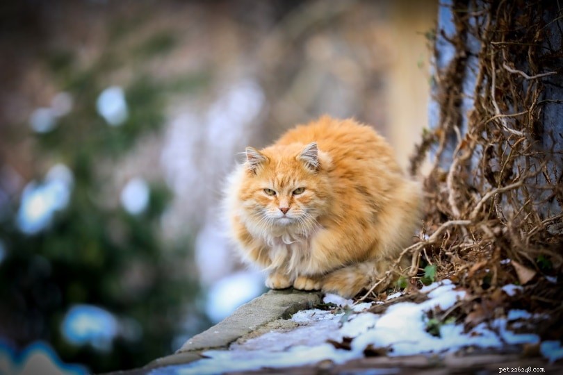 Jaká je zima pro kočky? Jak pomoci venkovním kočkám v zimě