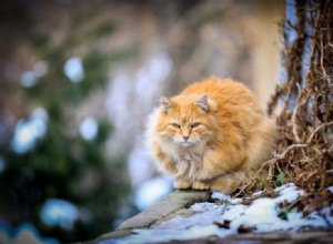 猫にとって寒すぎるのはどれくらいですか？冬に屋外の猫を助ける方法 