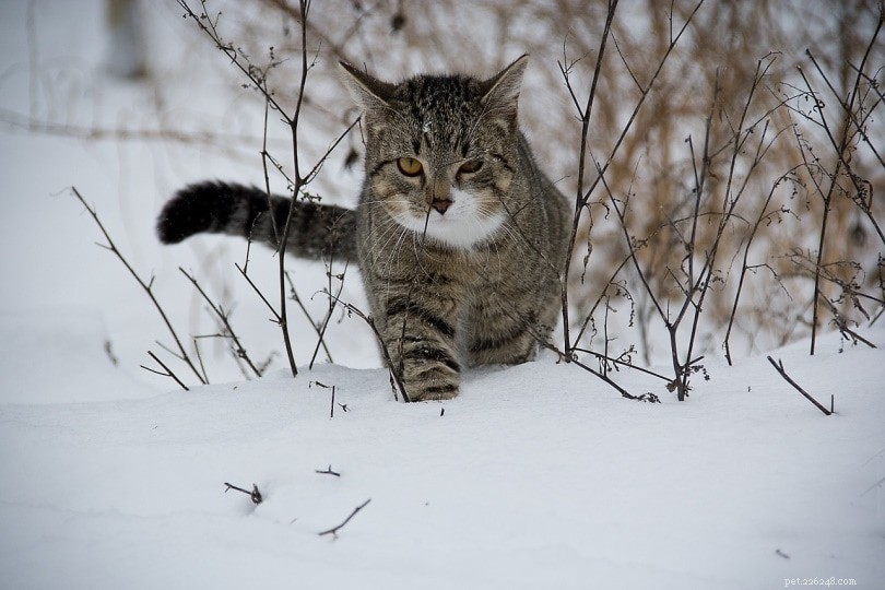 Hoe koud is te koud voor katten? Buitenkatten helpen in de winter