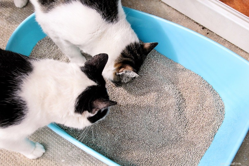 2匹の猫がトイレを共有できますか？ 