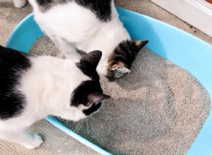 2匹の猫がトイレを共有できますか？ 