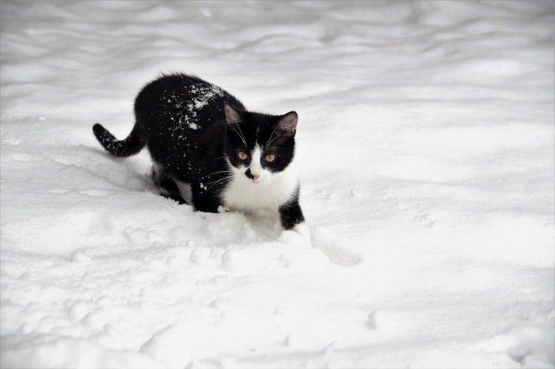 Hur kallt är för kallt för katter? Hur man hjälper utekatter på vintern