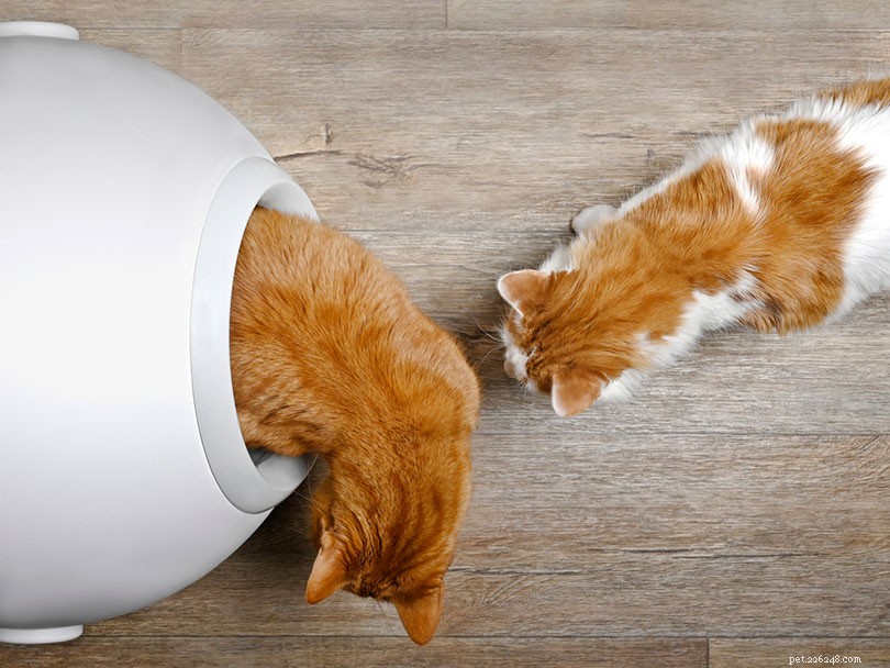 Могут ли две кошки пользоваться одним лотком?