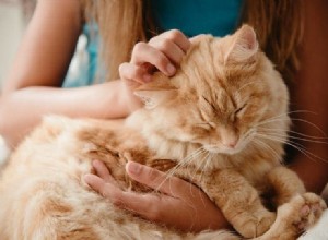 15猫の統計すべてのペット愛好家は2022年に知っておくべき 