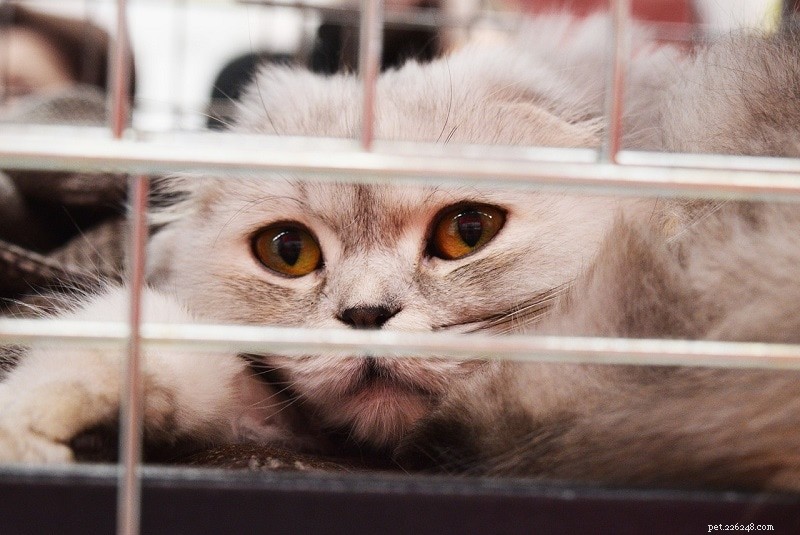 15 statistik koček, které by všichni milovníci mazlíčků měli vědět v roce 2022