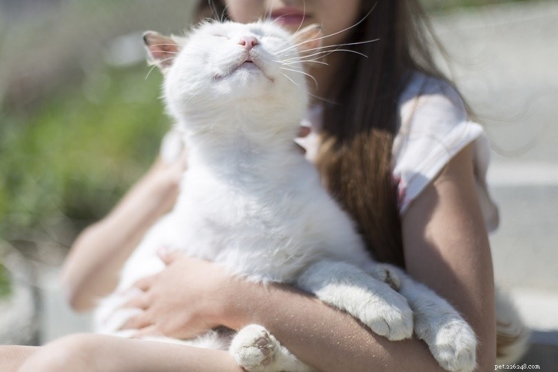 15 статистических данных о кошках, которые должны знать все любители домашних животных в 2022 году
