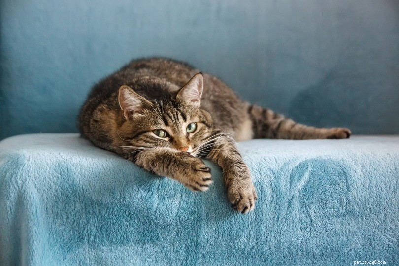 15 статистических данных о кошках, которые должны знать все любители домашних животных в 2022 году
