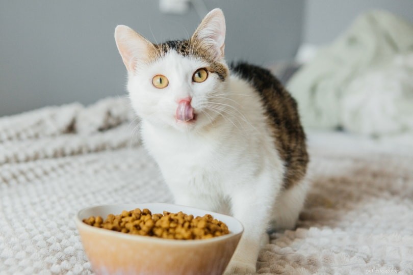 Como escolher a ração certa para gatos:nutrição, rótulos e muito mais!