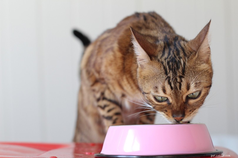 Het juiste kattenvoer kiezen:voeding, etiketten en meer!
