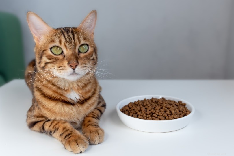 Comment choisir la bonne nourriture pour chat :nutrition, étiquettes et plus !