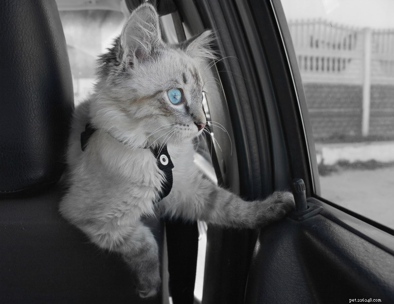 猫が車に乗るのを嫌う7つの理由（そして猫をもっと好きにする方法） 
