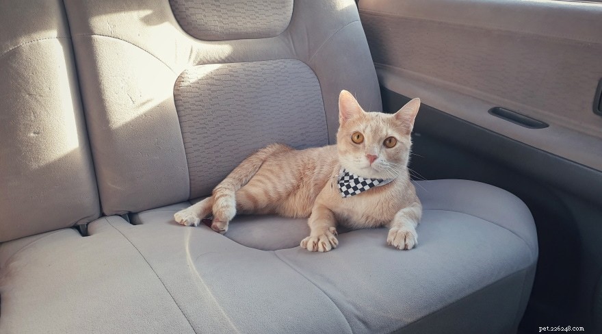 고양이가 자동차 타기를 싫어하는 7가지 이유(그리고 더 좋아하게 만드는 방법)