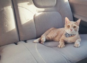 猫が車に乗るのを嫌う7つの理由（そして猫をもっと好きにする方法） 