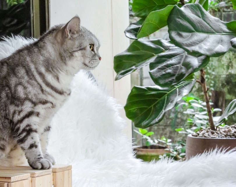 Är fiolbladsfikon giftiga för katter? Vad du behöver veta!