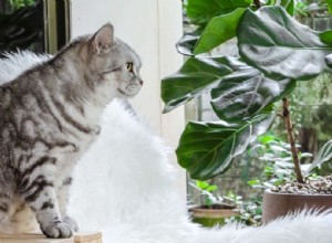 カシワバゴムノキは猫に有毒ですか？あなたが知る必要があること！ 