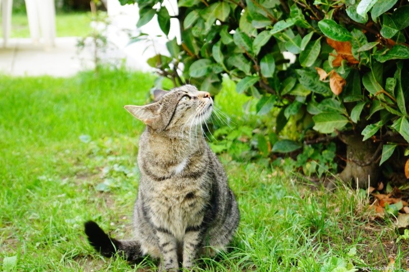 Zijn vioolbladvijgen giftig voor katten? Wat u moet weten!