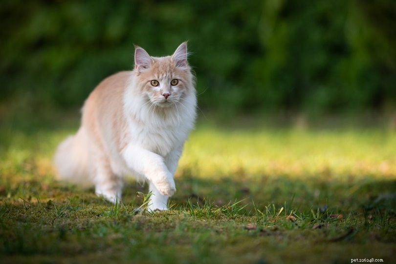 A que distância de casa os gatos domésticos vagueiam?