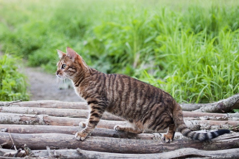 A que distância de casa os gatos domésticos vagueiam?