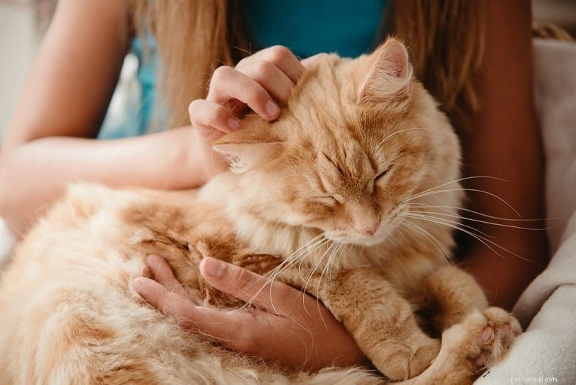 Как и почему кошки выбирают любимого человека?