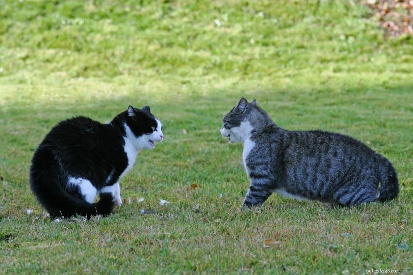 Väser katter när de leker? Varför väser de?