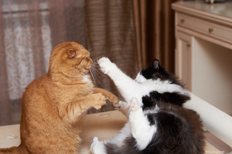 Шипят ли кошки, когда играют? Почему они шипят?