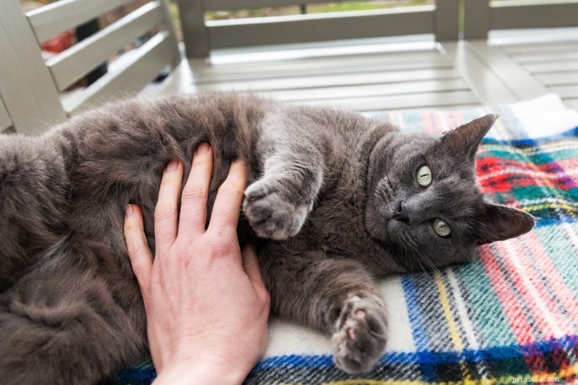 Mají kočky rády drhnutí břicha? Co potřebujete vědět!